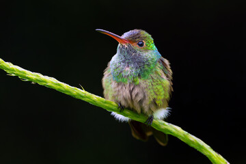 Fototapeta premium Rufous-tailed hummingbird (Amazilia tzacatl) sitting on a branch. A small green hummingbird with a red beak and a dark background.