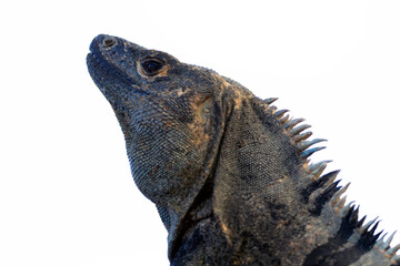 Ctenosaura similis, commonly known as the black iguana or black spiny-tailed iguana, portrait on a white background.