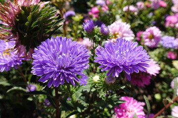 Obraz premium Bright violet and pink flowers of China asters in September