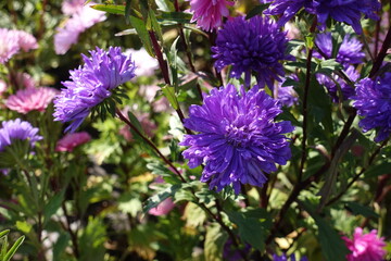 Deep purple and pink flowers of China asters in mid September