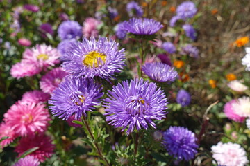 Multiple violet and pink flowers of China asters in September