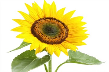 Fototapeta premium Bright and Vibrant Sunflower with Green Leaves on a White Background