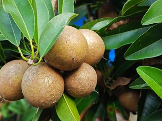 A bunch of Sapodilla fruit that grows on tree