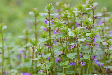 Glechoma hederacea