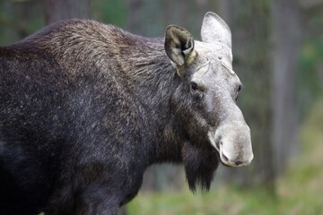 black and white moose