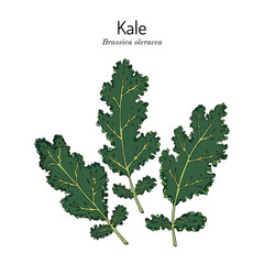 Kale or leaf cabbage (Brassica oleracea), edible and medicinal plant