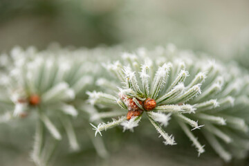 In kalter Winternacht haben sich Eiskristalle an Pflanzen gebildet  und zeigen Ihre filigrane...