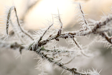 In kalter Winternacht haben sich Eiskristalle an Pflanzen gebildet  und zeigen Ihre filigrane Schönheit bei Tageslicht.