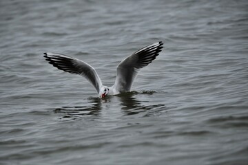 seagull on the water