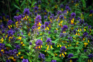 Kwitnące ziele, Pszeniec gajowy (Melampyrum nemorosum L.)  jest znana rośliną trująca stosowaną w medycynie ludowej i miododajną, powszechnie uważaną za chwast.