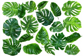 Obraz premium Collection of Exotic Green Leaves Isolated on White Background for Natural Design