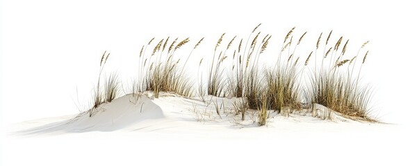 Beach dune grass isolated on white.