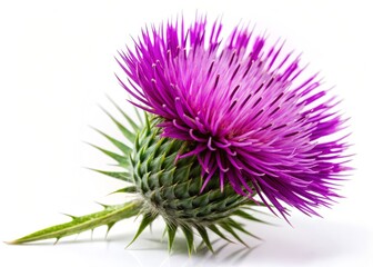 Isolated Purple Milk Thistle Flower on White Background, Copy Space Right