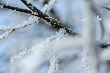 In kalter Winternacht haben sich Eiskristalle an Pflanzen gebildet  und zeigen Ihre filigrane Schönheit bei Tageslicht.