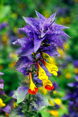 Kwitnące ziele, Pszeniec gajowy (Melampyrum nemorosum L.)  jest znana rośliną trująca stosowaną w medycynie ludowej i miododajną, powszechnie uważaną za chwast.
