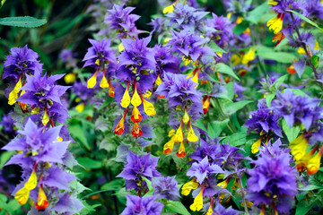 Kwitnące ziele, Pszeniec gajowy (Melampyrum nemorosum L.)  jest znana rośliną trująca stosowaną w medycynie ludowej i miododajną, powszechnie uważaną za chwast.