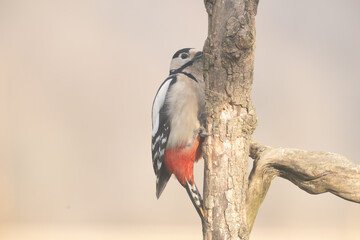 Fauna selvatica Capanno Nisida Poiana