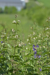 Vincetoxicum hirundinaria