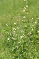 Vincetoxicum hirundinaria