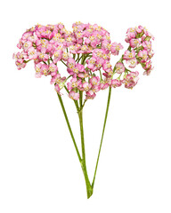 Pink small flower png bouquet, transparent background © Rawpixel.com
