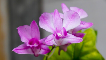 Full Bloom Dendrobium Orchid, Elegant Close-up for Spa, Wellness, and Garden Themes. Vibrant Purple Pink Tropical Orchid Flower.