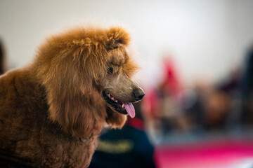 Standard Poodle dog ginger brown color amazing photo