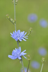 Cichorium intybus