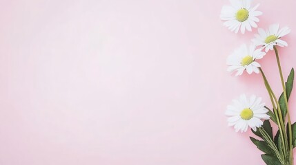 Fototapeta premium Fresh White Daisies on a Soft Pink Background Ideal for Spring and Floral Themes