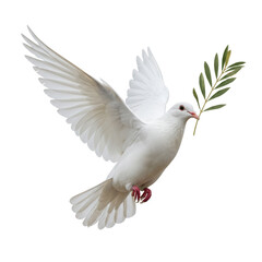 A white dove in flight carrying an olive branch, isolated on a white background. Peace symbol