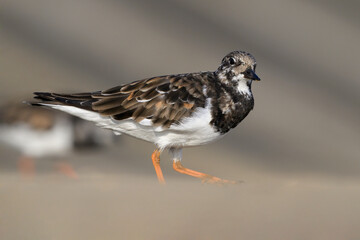 Turnstone, Ruddy Turnstone, Arenaria interpres, adult bird on the sea wall
Norfolk
March