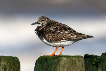 Turnstone, Ruddy Turnstone, Arenaria interpres, adult bird on groyne stump
Norfolk
March