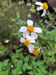 white flowers , amazing picture