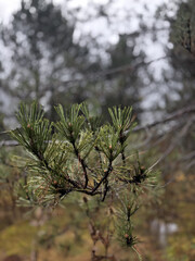 park autumn colors trees dry grass background. High quality photo