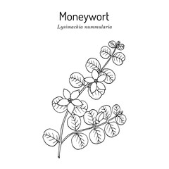 Moneywort, or creeping jenny (Lysimachia nummularia), medicinal and ornamental plant
