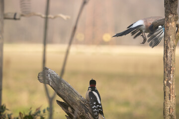 Fauna selvatica Capanno Nisida Poiana