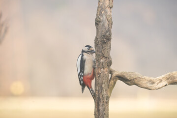 Fauna selvatica Capanno Nisida Poiana