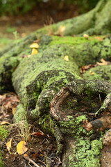 苔むしてゴツゴツした木の根っこ