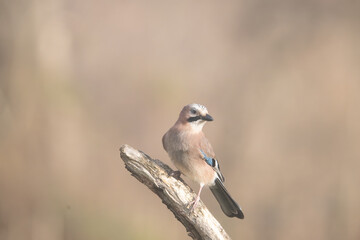 Fauna selvatica Capanno Nisida Poiana