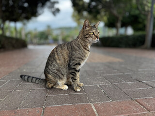 street cat walks through the evening city. High quality photo