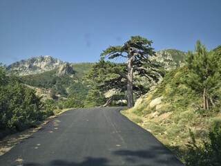 famous pine tree on the mountain road to ghisoni