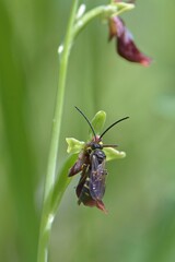 Ophrys insectifera