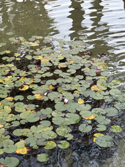 water lily leaves artificial pond water. High quality photo