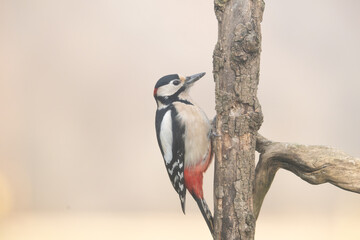 Fauna selvatica Capanno Nisida Poiana