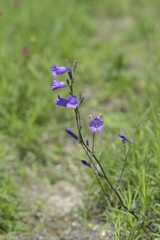 Campanula sibirica