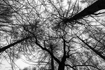 Tree black branch isolated on white. Black and white trees silhouettes on sky background. Bare branches trees in winter. Forest pattern texture. Halloween concept.