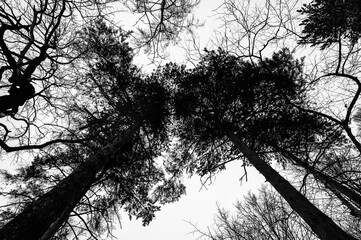Tree black branch isolated on white. Black and white trees silhouettes on sky background. Bare branches trees in winter. Forest pattern texture. Halloween concept.