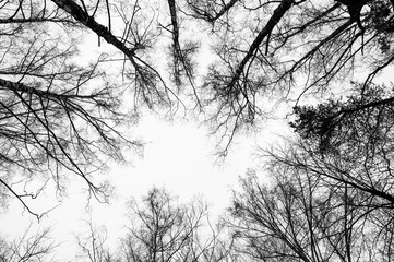 Tree black branch isolated on white. Black and white trees silhouettes on sky background. Bare branches trees in winter. Forest pattern texture. Halloween concept.