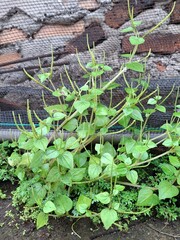 plant growing in the garden