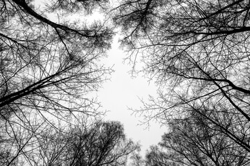 Tree black branch isolated on white. Black and white trees silhouettes on sky background. Bare branches trees in winter. Forest pattern texture. Halloween concept.