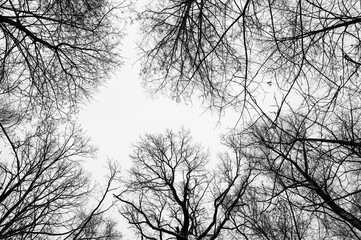 Tree black branch isolated on white. Black and white trees silhouettes on sky background. Bare branches trees in winter. Forest pattern texture. Halloween concept.